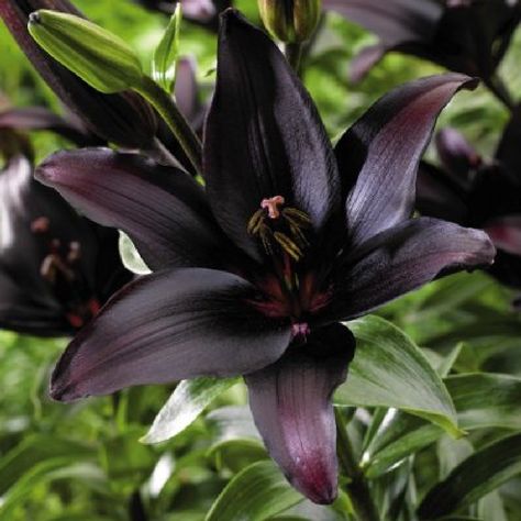 Asiatic Lily Bulbs (Spring-Planted) - Landini - Bag of 25, Early To Mid Summer/Dark Purple Almost Black Flowers Lily Seeds, Goth Garden, Lily Bulbs, Gothic Garden, Asiatic Lilies, Black Garden, Dark Flowers, Spring Plants, Black Flowers