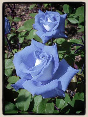 Hybrid Tea Rose, Rose Belle, Hybrid Tea Roses, Purple Rose, Beautiful Rose Flowers, Flower Tea, Beautiful Flowers Pictures, Blue Roses, Tea Roses