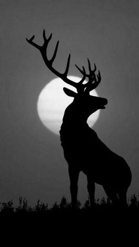 Black and White My favorite photo Silhouette Arte, Distilling Alcohol, Deer Wallpaper, Deer Painting, Deer Silhouette, Silhouette Painting, Deer Art, Animal Silhouette, A Deer