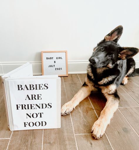 Dog Announcement Pregnancy, Baby Announcement Photoshoot With Dogs, Pregnancy Announcement Photos With Dogs, Baby Announcing Ideas With Dog, Baby Announcement With Dogs, 1st Baby Announcement, Pregnancy Announcement With Dogs, Baby Announcement With Dog, Pregnancy Announcement With Dog