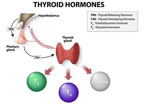 If unregulated, thyroid hormone imbalances can lead to life-threatening conditions such as myxedema coma (dangerously low thyroid hormones) and thyroid storm (excessive thyroid hormone concentration). Health care professionals should know how to monitor these hormones to prevent emergencies and improve outcomes. Thyroid Supplements, Thyroid Test, Low Thyroid, Pituitary Gland, Thyroid Function, Thyroid Gland, Thyroid Hormone, Thyroid Health, Endocrine System