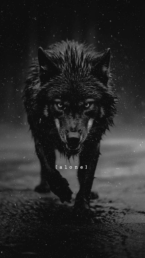 Alone Wolf iPhone Wallpaper 4K - iPhone Wallpapers Wolf Iphone Wallpaper, White And Black Wolf, Lup Singuratic, White Wolves, Lone Wolf Quotes, Angry Wolf, Viking Quotes, Shadow Wolf, Owl Drawing