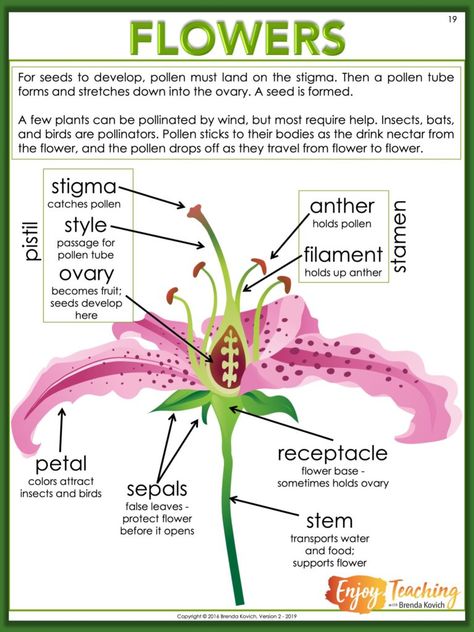 Enjoy Teaching Plants with Biology Activities for Kids - Enjoy Teaching Teaching About Plants, Teaching Biology Activities, Biology High School, Biology Activities High School, Reproduction In Plants, Biology Vocabulary, Biology Activities, Biology Lesson Plans, Teaching Plants