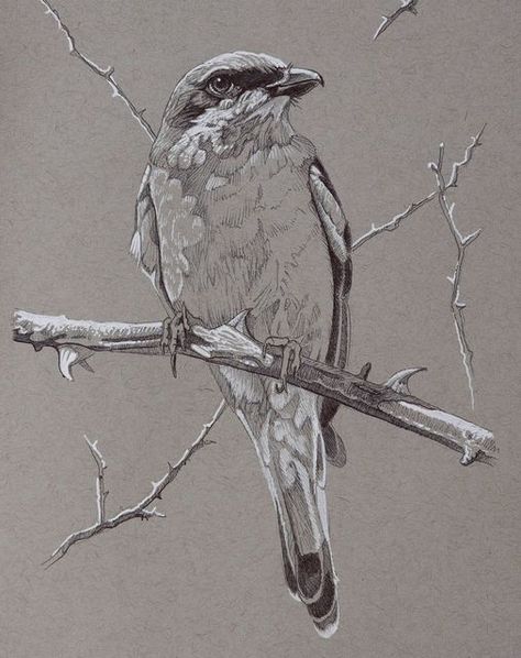 Ink Bird Drawing, Bird Ink Drawing, Toned Paper Sketch, Toned Paper Art, Shrike Bird, Toned Paper Drawing, Bird Art Painting, Birds Drawing, Small Lizards