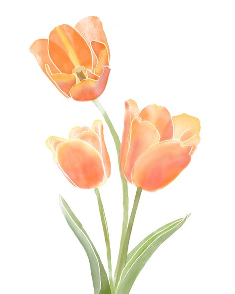 Tulips Images, Tulip Drawing, Watercolor Orange, Orange Icons:), Tulip Painting, Fleur Orange, Flower Bedroom, Tulips Art, Orange Tulips