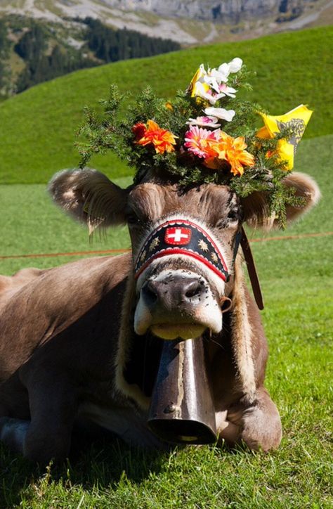 Lake Lucerne Switzerland, Places In Switzerland, Swiss Miss, Lucerne Switzerland, Switzerland Travel, Cow Bell, A Cow, Lucerne, Blue Lake