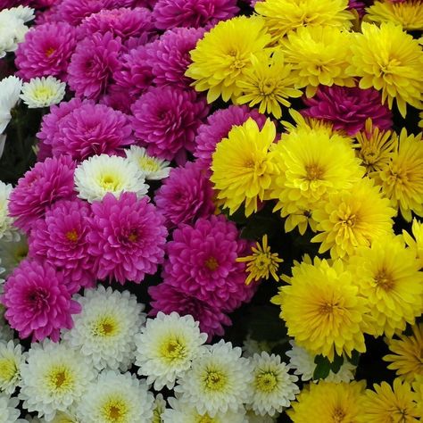 Chrysanthemum Growing, Mum Seeds, Chrysanthemum Seeds, Chrysanthemum Plant, Planting Mums, Fall Mums, Organic Mulch, Plant Tags, Organic Soil