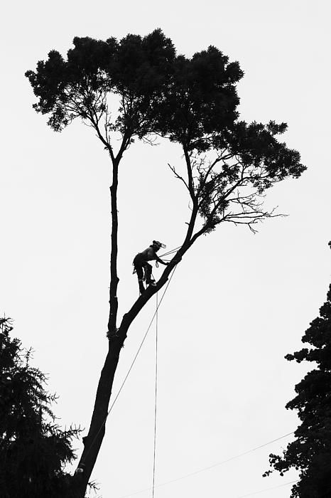 #arborist at work, #lumberjack,#logger: Arborist Climbing Trees, Arborist Climbing, Tree Arborist, Tree Trimmer, Climbing Art, Tree Surgeons, Pine Tree Tattoo, Tree Climbing, Woodworking Logo