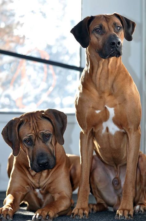 Rhodesian Ridgeback Puppies, Rhodesian Ridgeback Dog, Photo Study, Big Dog Breeds, Most Beautiful Dogs, Dog Died, Lion Dog, Rhodesian Ridgeback, Big Dog