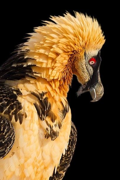 Vulture Bird, Bearded Vulture Tattoo, Vulture Eating, Red Bearded Vulture, Bearded Vulture Art, King Vulture, Turkey Vulture, Bearded Vulture, Fish Monger