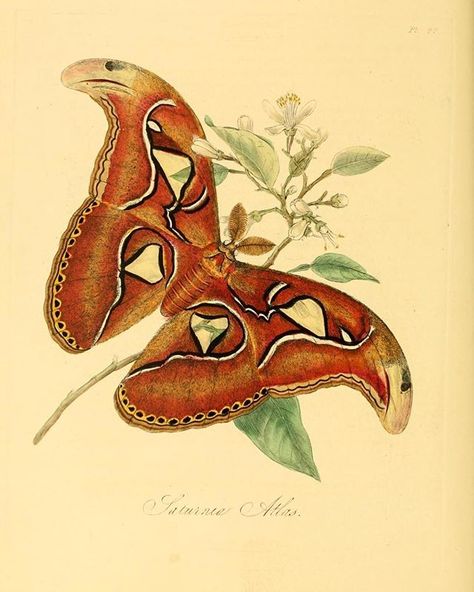 Atlas Moth (Attacus atlas). #SciArt by John Obadiah Westwood for Edward Donovan Natural History of the Insects of China (1842). View more in #BHLib: https://ift.tt/2JUTjLS -- #AtlasMoth #Moths #Entomology #Lepidoptera Scan Design, Moth Illustration, Atlas Moth, Butterfly Vintage, Design Butterfly, Moth Art, Inspiration Tattoo, Tattoos Geometric, Butterfly Quilt