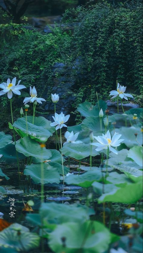 Lotus Wallpaper, Record Of Ragnarok, Wallpapers Images, Beautiful Landscape Wallpaper, Free Hd Wallpapers, Landscape Wallpaper, Nature Aesthetic, Water Lilies, Flowers Nature