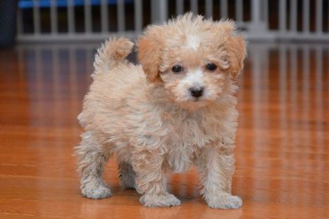 Poochon puppy Bichon Frise Poodle, Poochon Dog, Bichon Poodle Mix, Poochon Puppies, Poodle Mix Puppies, Teacup Poodle Puppies, Teacup Poodle, Poodle Mix Dogs, Bichon Dog