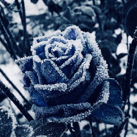 Winter Court, Lyanna Stark, Ice Aesthetic, Ice Magic, Ice Powers, Queen Aesthetic, Court Of Thorns And Roses, Rosé Aesthetic, Fairy Aesthetic