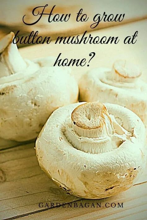 How to grow button mushroom at home? - Garden Bagan Growing Mushrooms At Home, Commercial Farming, Mushroom Grow Kit, Mushroom Cultivation, Button Mushroom, Button Mushrooms, Porcini Mushrooms, Bagan, Vegetarian Food