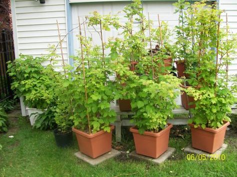 Gooseberry Plant, Blueberry Bush, Blackberry Plants, Raspberry Plants, Plants In Pots, Blueberry Bushes, Garden Containers, Small Space Gardening, Growing Herbs