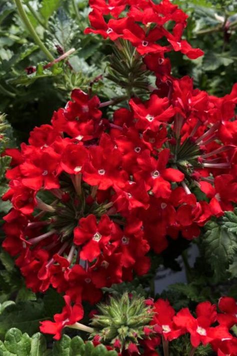 With Valentine's day only a few days away, it’s more than fitting to talk about the SUPERBENA ROYALE® Romance Verbena! With its stunning deep red flowers, butterfly-attracting qualities, and long-blooming season, this annual is sure to capture your heart like it has mine! ❤️ Red Verbena, How To Care For Verbena Plants, Verbena Companion Plants, Purpletop Verbena, Verbena Plant, Superbena Sparkling Amethyst, Red Blossoms, Bee Friendly, Native Design