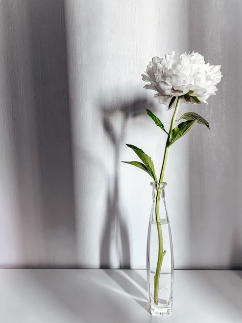 Minimal Ideas Photography, Minimalism Photography Ideas, Flower Vase Photography, Minimal Photography Ideas, Soft Minimalist Aesthetic, Vase Photography, Peony Vase, Moss Graffiti, Light And Shadow Photography