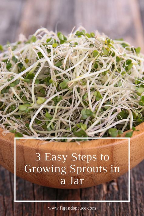 How To Sprout Seeds, Sprouting Chia Seeds, Sprouts In A Jar, How To Grow Sprouts, Sprouts Growing, Sprout Seeds, Grow Sprouts, Microgreens Garden, Radish Sprouts