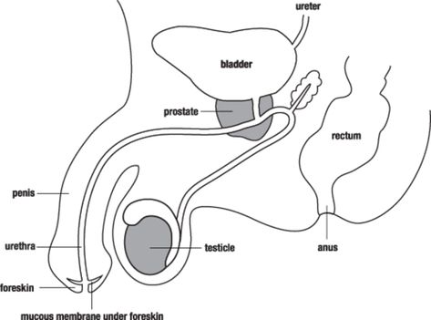 Male Reproductive System Diagram, Pharmacy Images, Function Diagram, Medicine Images, Male Reproductive System, Free Human Body, Chemistry Classroom, Biology Facts, Female Reproductive System