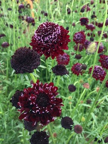 Flowers | Uprising Seeds Goth Garden, Future Garden, Cut Flower Garden, Black Knight, Organic Seeds, Plant Supports, Blackest Knight, Veggie Garden, Flower Farm