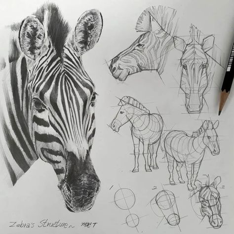 A zebra - Animal Tutorial Drawings by Anjjaemi Drawing Motion, Zebra Drawing, Improve Your Drawing Skills, Improve Your Drawing, Structural Drawing, Animal Drawings Sketches, Drawing Animals, Drawing Course, Perspective Art