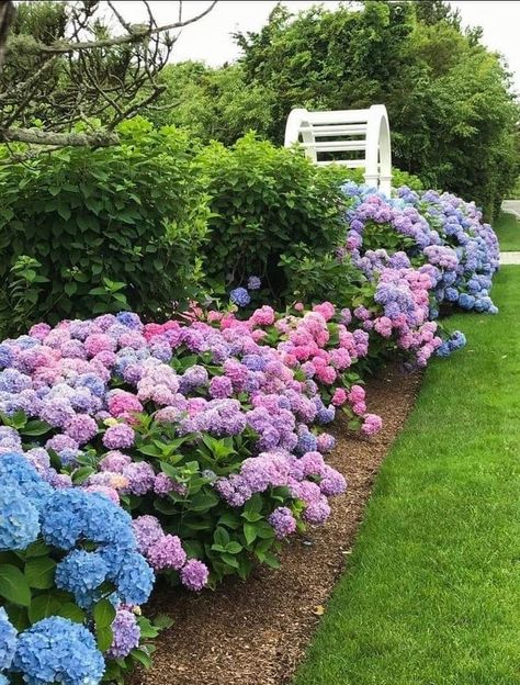 White House With Hydrangeas, House With Hydrangeas, Front Yard Hydrangea, Backyard Hydrangeas, Cape Cod House Exterior, Hydrangea Cottage, Hydrangea Landscaping, Blue Patio, Big Backyard