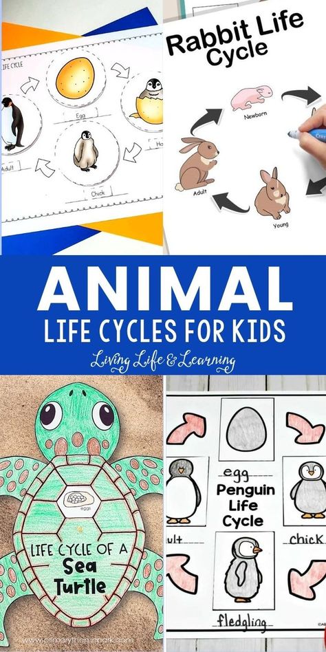 Animal Science Activities, Penguin Life Cycle, Learning About Animals, Homeschool Science Lessons, Science Life Cycles, Science Lessons Elementary, Cycle For Kids, Earth Science Lessons, Elementary Science Activities