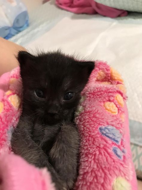 Baby Black Cat, Bat Cat, Ugly Cat, Dream's Cat, Baby Bats, Image Chat, Black Kitten, Feline Animals, Go To Bed