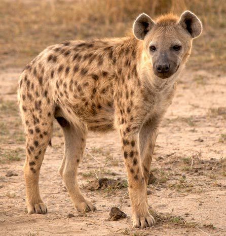 Spotted Hyena- Crocuta crocuta - the largest, a powerful hunter. Brown Hyena, Striped Hyena, Carnivorous Animals, Spotted Hyena, Pet Things, Africa Wildlife, African Wild Dog, Wild Creatures, Wild Dogs