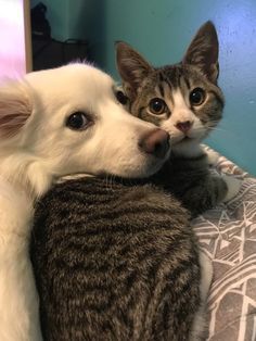 Dog Cat Pictures, Dog Best Friend, Puppies And Kitties, Animals Friendship, Funny Cats And Dogs, Cat And Dog, Cat Aesthetic, Dog And Cat, Cute Cats And Dogs