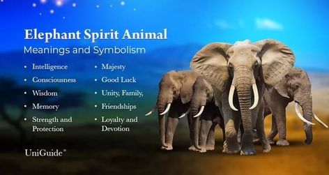 Elephant Meaning, Symbolism & The Elephant Spirit Animal | UniGuide Elephant Symbolism, Elephant Spirit Animal, Elephant Meaning, Animal Totem Spirit Guides, Shadow Work Spiritual, Spirit Animal Meaning, Bull Elephant, Animal Meanings, Elephants Never Forget