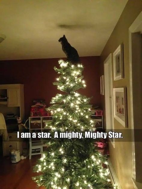 Cats and Christmas Tree – 28 Pics #christmaslaughs Image Chat, Funny Animal Memes, Cat Sitting, Warrior Cats, Animal Quotes, Cats Meow, Funny Animal Pictures, Christmas Animals, My Cat