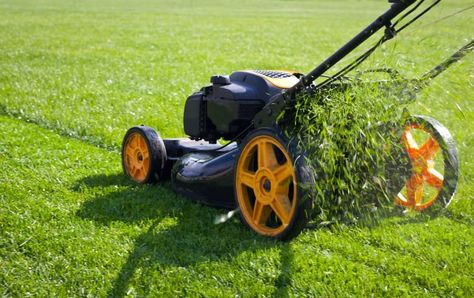 Landscape Rake, Spring Lawn Care, Lawn Care Schedule, Self Propelled Mower, Lawn Fertilizer, Types Of Grass, Lawn Care Tips, Lawn Tools, Grass Type