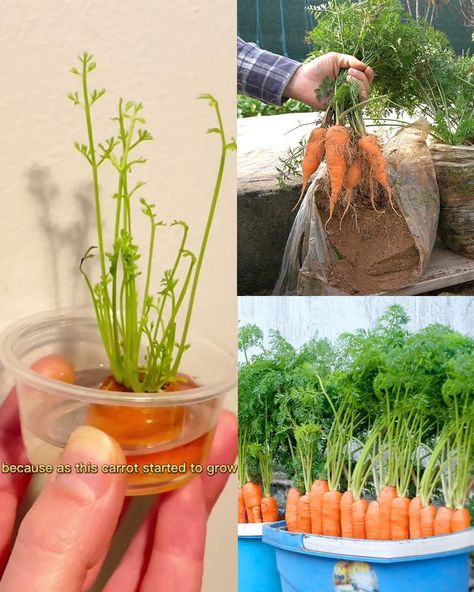 How to Grow Carrots at Home in... - Plants and gardening Growing Carrots In Containers, Food Science Experiments, Grow Carrots, Carrot Tops, How To Plant Carrots, Growing Carrots, Plants And Gardening, Carrot Top, Growing Fruit