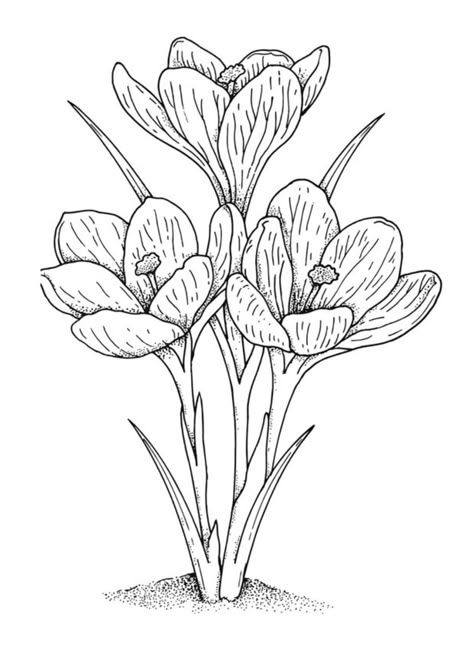 Vintage Crocus Coloring Page for Free! Doodle Art Flowers, Crocus Flower, Adult Coloring Designs, Flower Art Drawing, Drawing Flowers, Halloween Drawings, 자수 디자인, Flower Coloring Pages, Flower Embroidery Designs