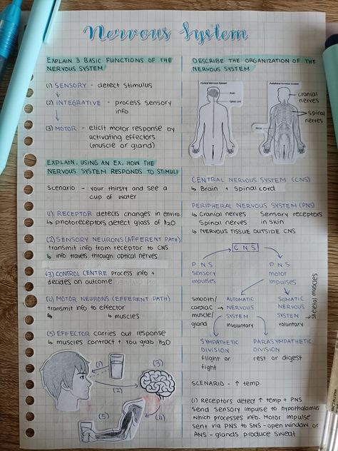 Neuron Notes Aesthetic, Neuron Notes Nervous System, Neurosurgeon Study Notes, Biology Notes Nervous System, Blue Psychology Aesthetic, Neuron Diagram Aesthetic, Control And Coordination Notes Aesthetic, Pharmacology Notes Aesthetic, Neurons Notes