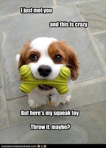 Animal Captions, Funny Baby Pictures, Cute Animal Memes, Funny Dog Memes, Funny Animal Quotes, Funny Dog Pictures, Funny Animal Jokes, Baby Animals Funny, Animal Pics