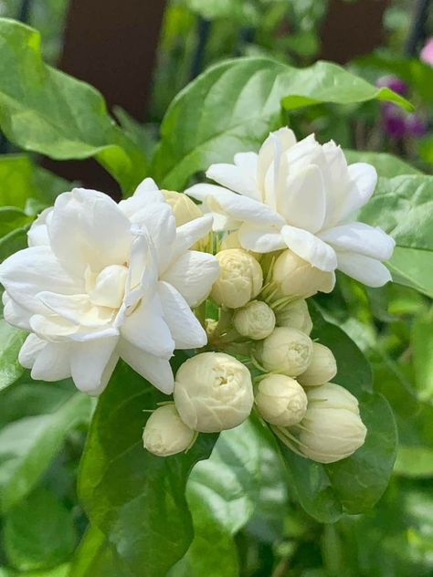 Pretty Flowers Photography, Jasminum Sambac, Lotus Flower Pictures, Jasmine Plant, Jasmine Sambac, Nature Photography Flowers, Fragrant Garden, Flowers Photography Wallpaper, Beautiful Flowers Photos