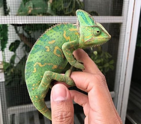 500 Best Reptile Names for Snakes, Lizards, Turtles and More | PetPress Pet Lizards, Cute Lizard, Reptile Room, Rabbit Cages, Rapunzel Tangled, Cute Reptiles, Disney Rapunzel, Chameleons, Reptiles Pet