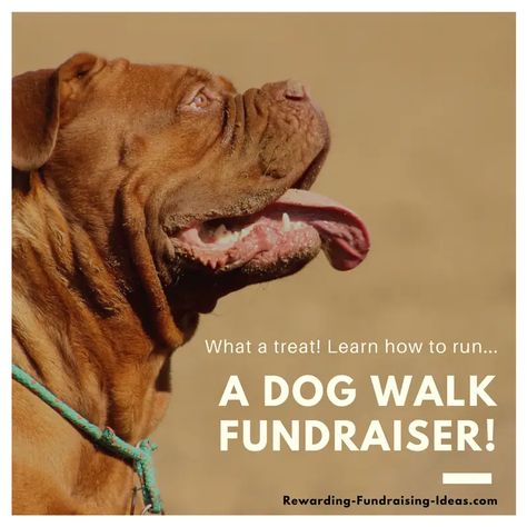 A Dog Walk Fundraiser - A Peer-to-Peer (a-Thon) style fundraising idea... Dog Fundraiser, Learn To Run, Large Dog Breeds, Vet Tech, Dog Leads, Marriage Advice, Training Your Dog, Dog Walking, Animal Shelter