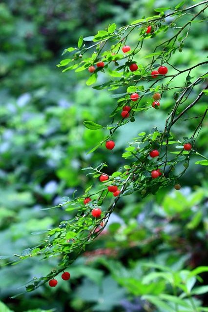 Red Huckleberry for Native Woodland at southEASTside. Red Huckleberry Tattoo, Pnw Wildflower Tattoo, Pnw Foraging, Red Huckleberry, Huckleberry Plant, Berries Garden, Wilderness Tattoo, Unique Yard Art, Berry Garden