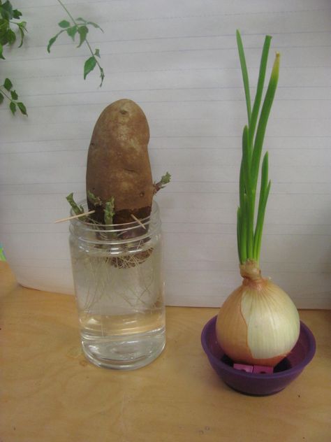 grow an organic potato and onion Seed Craft, Pre-k Science, Science Board, Edible Gardening, Science Boards, Preschool Science, Homeschool Ideas, Homeschool Science, Fruit Garden