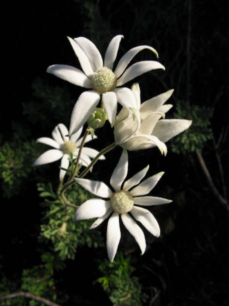 110 Flannel Flower Stock Photos, High-Res Pictures, and Images - Getty Images Primitive Stitching, Indoor Orchids, Wildflowers Photography, Australian Natives, Australian Wildflowers, Flannel Flower, Botanical Drawing, Australian Flowers, Australian Native Flowers