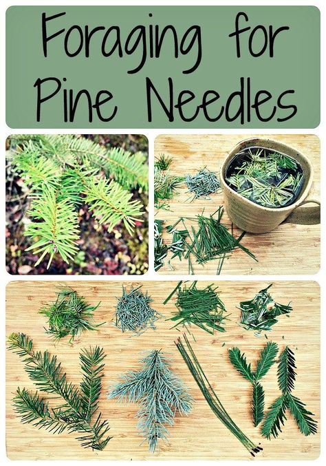 Foraging for Pine Needles ~ Don't Forget the Pine Needle TEA Natural Medicine,Natural Remedies, hmoeopathy Pine Needle Tea, Wild Foraging, Wild Food Foraging, Medicinal Tea, Edible Wild Plants, Magia Das Ervas, Natural Healing Remedies, Healing Plants, Wild Edibles