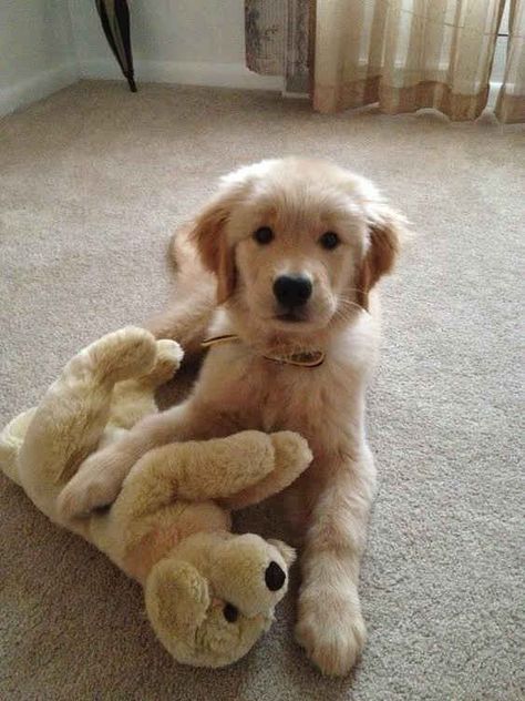 This is my friend, her name is Puppy. | 60 Times Golden Retrievers Were So Adorable You Wanted To Cry Baby Husky, Baby Bulldogs, Golden Retriever Mix, Draw Easy, A Golden Retriever, Toy Puppies, A Teddy Bear, Golden Retriever Puppy, Retriever Puppy