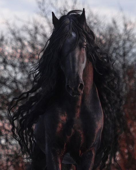 Friesian Horse Photography, Fresian Horses, Equine Photoshoot, Friesian Horses, Beautiful Horses Photography, Beautiful Horse Pictures, Horse Inspiration, Horse Feed, Horse Wallpaper