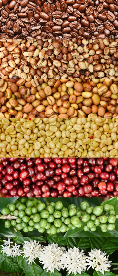 Coffee Cherry Taste Beans Photography, Coffee Beans Photography, Coffee Farmers, Coffee Cherry, Raw Coffee Beans, Cafe Website, Cherry Tea, Coffee Infographic, Small Bakery