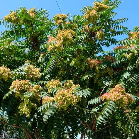 Branches Nitrogen Fixers, Ailanthus Altissima, Roasted Thanksgiving Turkey, Tree Of Heaven, Silver Maple Tree, Famous Trees, Leyland Cypress, Types Of Christmas Trees, Backyard Trees