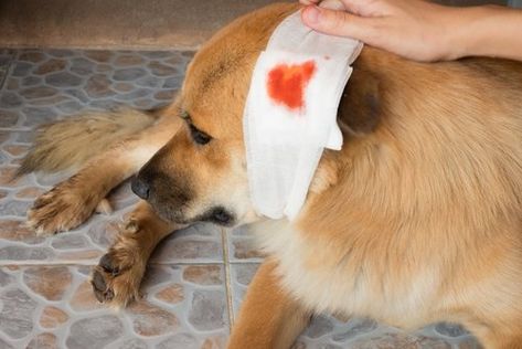 How To Treat A Dog Wound: Quick Video Guide – Top Dog Tips Vet Office, Dog Wound, Dog Tips, Clean Towels, Dog Eyes, Small Bottles, Ask For Help, Dog Health, Be Better